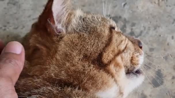 Spelen Met Katten Kin Krabben Hoofd Strelen Rug Strelen Thaise — Stockvideo