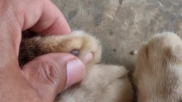 Kedi Patileriyle Oyna Kedi Pençeleriyle Oyna Tayland Kedisi — Stok video