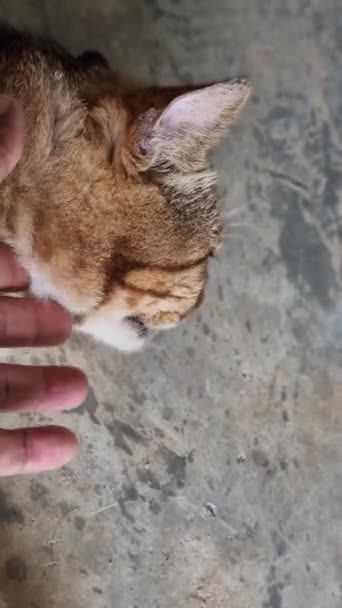 Kedilerle Oynamak Çeneyi Kaşımak Kafayı Okşamak Sırtı Okşamak Tayland Kedileri — Stok video