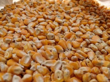 Mısır taneleri çuvallarda paketlenir. Makro görüntüyü kapat