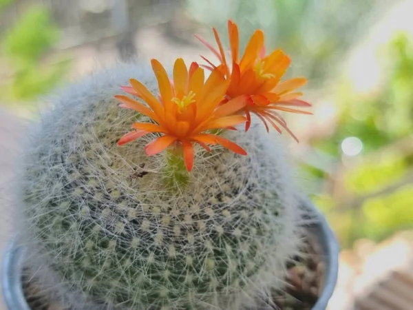 Cactus Puntiagudo Con Dos Flores Naranjas Fondo Borroso Enfoque Seleccionado — Foto de Stock