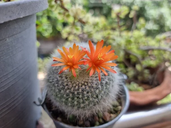 Een Stekelige Cactus Met Twee Oranje Bloemen Wazige Achtergrond Geselecteerde — Stockfoto