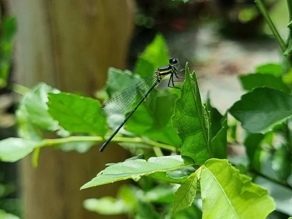 Small Dragonfly Standing Green Leaf — Stock Photo, Image