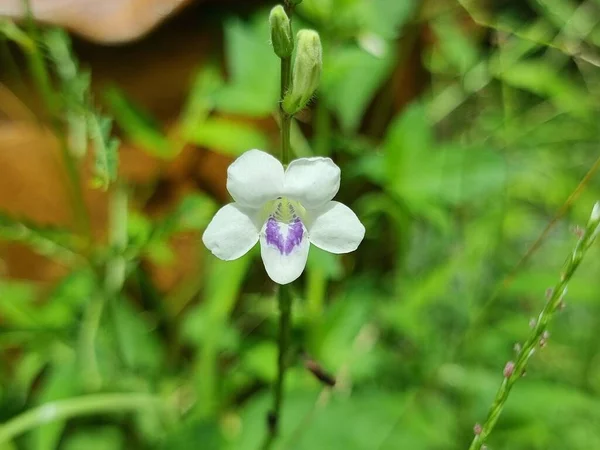 Pequenas Flores Brancas Pétalas Centro Roxas — Fotografia de Stock