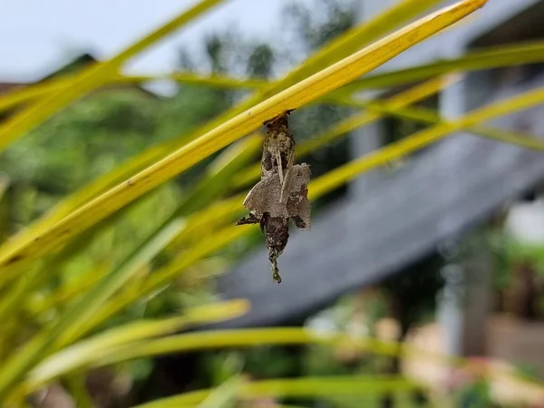 毛毛虫的蛹挂在树叶上 — 图库照片