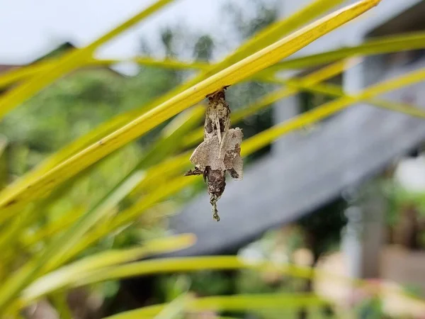 Caterpillar Pupa Hangs Leaf — Stock Photo, Image