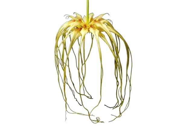 Bulbophyllum Lion King Adalah Sejenis Anggrek Bunga Bunga Yang Panjang — Stok Foto