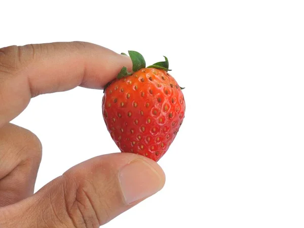 男人的手指拿着新鲜草莓 分离出白色背景 — 图库照片