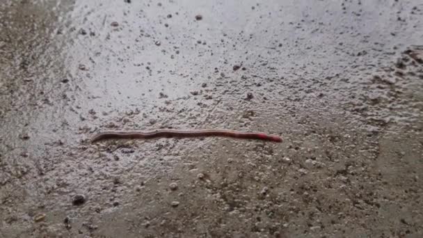 Regenwürmer Kriechen Auf Dem Betonboden Während Regnet — Stockvideo
