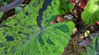 Different types of alocasia and colocasia were planted close to each other.