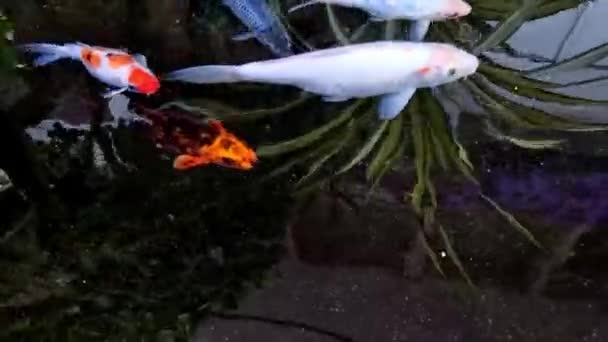Many Koi Fish Swimming Pool Causing Surface Water Vibrate — Stock Video