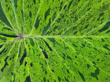 Black, white, green, variagated pattern on the Alocasia or Colocasia leaf, beautiful background image.