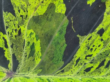 Black, white, green, variagated pattern on the Alocasia or Colocasia leaf, beautiful background image.