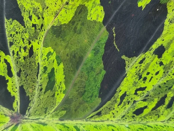 Black, white, green, variagated pattern on the Alocasia or Colocasia leaf, beautiful background image.