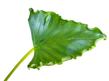 Alocasia cucullata 'crinkle' (Dwarf Elephant Ear) in Thai called 'Hor Ngern Hor Tong'. Green leaves, leaf edges curled in. Isolated white background.