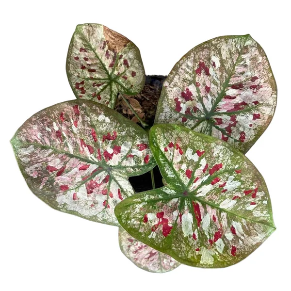 Caladium Είναι Ένα Πολύ Δημοφιλές Καλλωπιστικό Φυτό Στη Νοτιοανατολική Ασία — Φωτογραφία Αρχείου