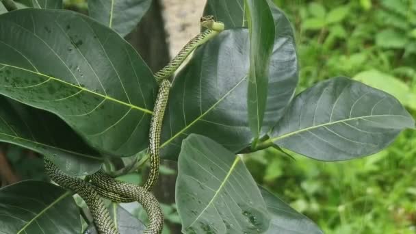 一条绿色的蛇有褐色条纹 等待着树枝和树叶上的猎物 — 图库视频影像