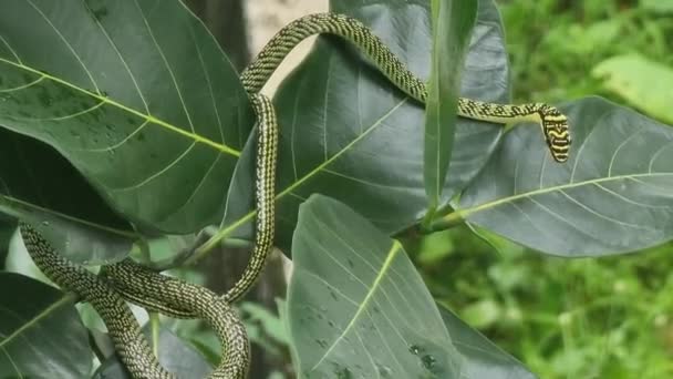 Una Serpiente Verde Tiene Rayas Marrones Esperando Presas Las Ramas — Vídeos de Stock