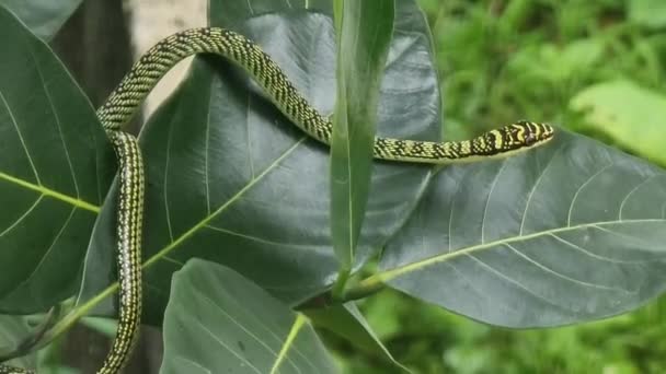 一条绿色的蛇有褐色条纹 等待着树枝和树叶上的猎物 — 图库视频影像