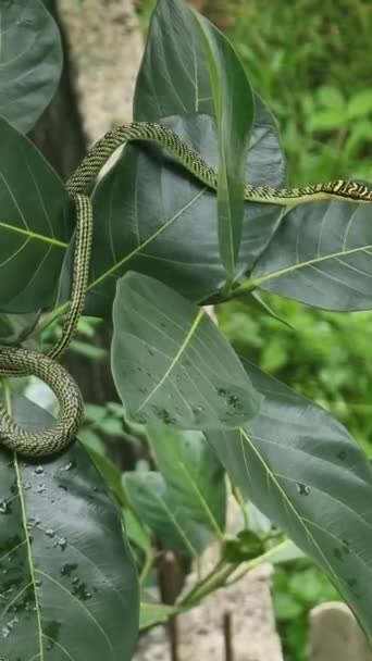 Egy Zöld Kígyónak Barna Csíkjai Vannak Várom Zsákmányt Ágakon Leveleken — Stock videók