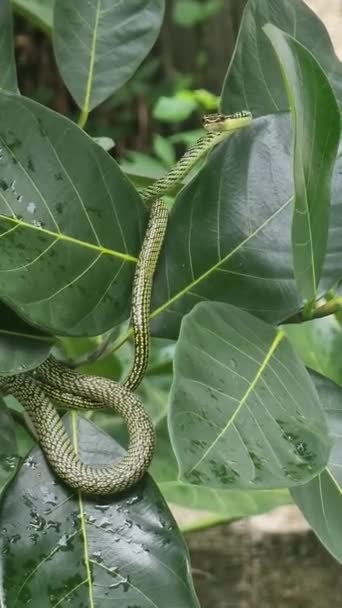 緑色のヘビは茶色の縞がある 枝や葉で獲物を待っている — ストック動画