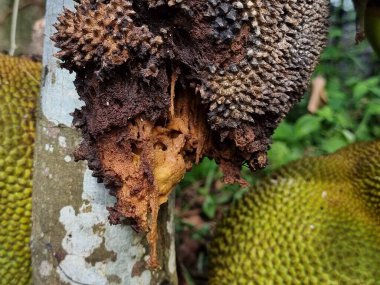 Jackfruit böcekler ve solucanlar tarafından saldırıya uğrar. Meyve ağaçtan çürümüş ve yenilemez. Arkaplan bulanık.