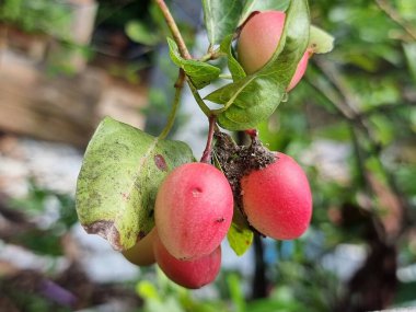 Karanda Cranberry. Tayland bitkisi olan pembe bir meyve. Dikenleri ve yeşil yaprakları var. Arkaplan bulanık.