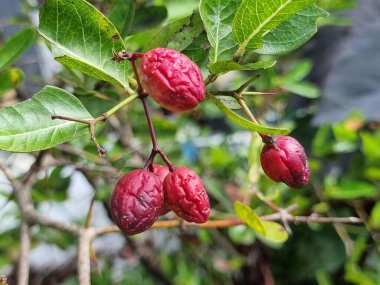 Karanda Cranberry. Tayland bitkisi olan pembe bir meyve. Dikenleri ve yeşil yaprakları var. Arkaplan bulanık.