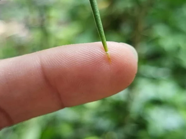 Thorns Kaffir Lime Branches Finger Prick Blurred Background Natural Disaster — Stock Photo, Image