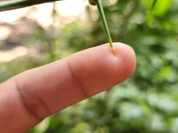 Kauffir limon dallarından dikenler. Parmak delici. Arka plan bulanık. Doğal afet.