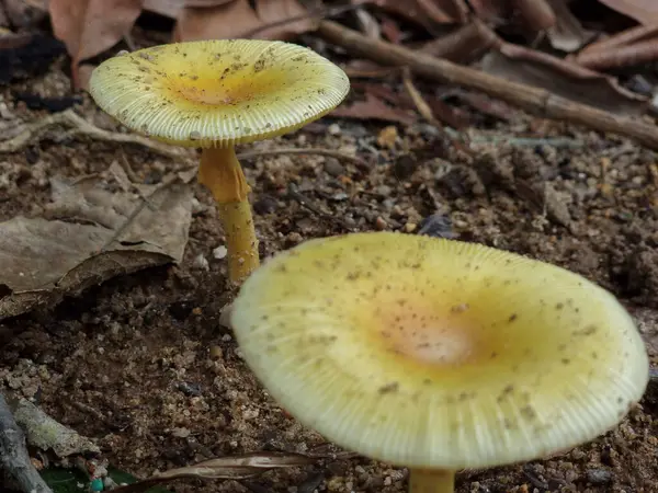 Yellow mushroom in tropical forest. Soil a little