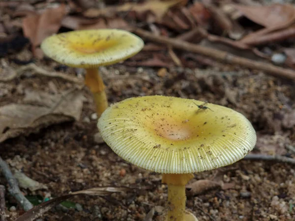 热带森林里的黄色蘑菇 有一点土 — 图库照片