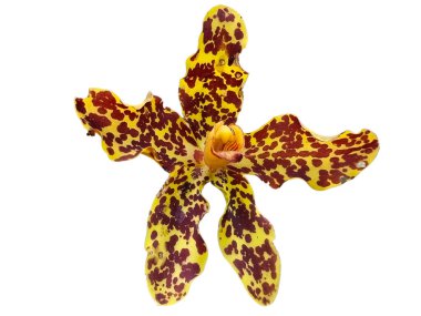 Vahşi bir orkidenin çiçekleri. (Grammatophyllum Specosum) izole edilmiş beyaz arkaplan.