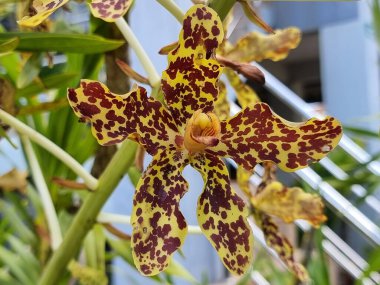 Dendrobium orkidesi (Grammatophyllum Specosum). Bir buket orkide çiçek açıyor. Sarı ve kahverengi benekleri var..