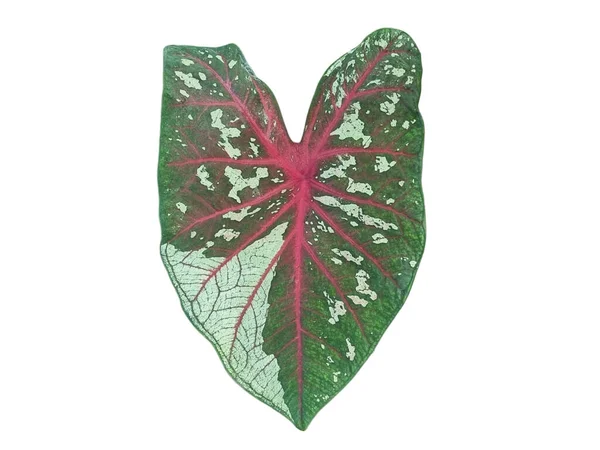カラジウムの葉 緑の葉の背景色 赤い葉の茎と散らばった白い斑点 孤立した白い背景 — ストック写真