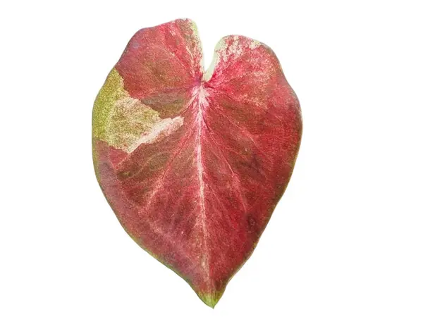 Stock image caladium leaf.  Red and green with yellow smears.