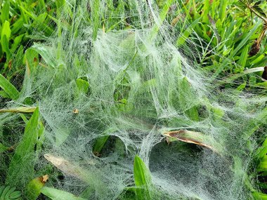 Çok güzel işlenmiş bir kase ve örümcekağı, çimen ve yaprakların arasında asılı, sayısız küçük çiğ damlasıyla parıldıyor. Ağın karmaşık yapısı sabah nemiyle vurgulanır..