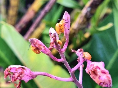 Solmuş pembe bir çiçek sapında solmuş turuncu böceklerin doğal yeşil yeşillik arka planına dayanan makro görüntüsü..