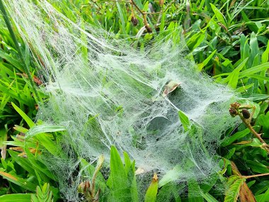 Tha Pho, Songkhla, Tayland 'daki bir tarlada yoğun olarak canlı yeşil çimenleri ve küçük bitkileri kaplar. Yakın çekim, ağın doğal ortamındaki hassas ama güçlü yapısını vurgular..