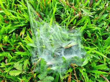 Narin, karmaşık bir örümcek ağı, Tha Pho, Songkhla, Tayland 'daki canlı yeşil çimen yaprakları ve hassas bitki yaprakları arasında asılı duran sabah çiğ damlalarıyla parlar. Güneydoğu Asya 'da çiğ tanelerinin doğal güzelliği..