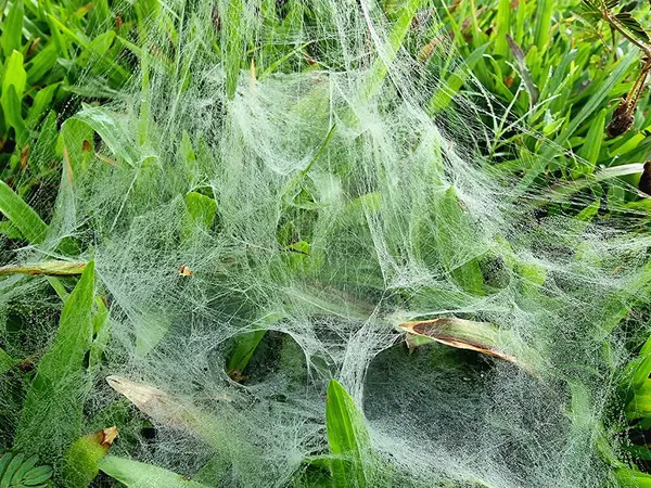 Çok güzel işlenmiş bir kase ve örümcekağı, çimen ve yaprakların arasında asılı, sayısız küçük çiğ damlasıyla parıldıyor. Ağın karmaşık yapısı sabah nemiyle vurgulanır..