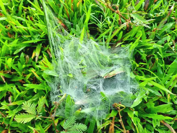 Narin, karmaşık bir örümcek ağı, Tha Pho, Songkhla, Tayland 'daki canlı yeşil çimen yaprakları ve hassas bitki yaprakları arasında asılı duran sabah çiğ damlalarıyla parlar. Güneydoğu Asya 'da çiğ tanelerinin doğal güzelliği..