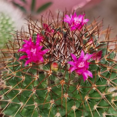 Canlı mor ve beyaz orkide çiçeklerinin detaylı bir yakın çekimi. Karmaşık desenlerini ve hassas taç yapraklarını gözler önüne seriyor. Arka planda çiçekleri vurgulayan bulanık çömlek ve bitki unsurları var.