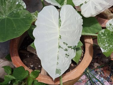 Beyaz çeşitlilikteki Alocasia makrorhiza yaprağına yakın plan, belirgin beyaz desenlerini ve ince yeşil işaretlerini sergiliyor.