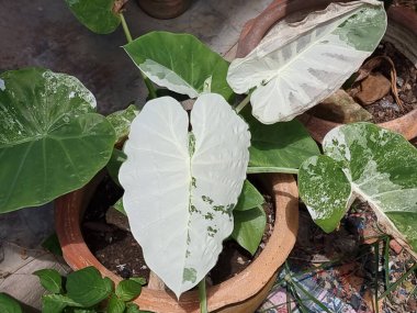Değişik bir Alocasia bitkisinin yakın çekimi, beyaz ve yeşil desenli büyük, çarpıcı yapraklarını sergiliyor.