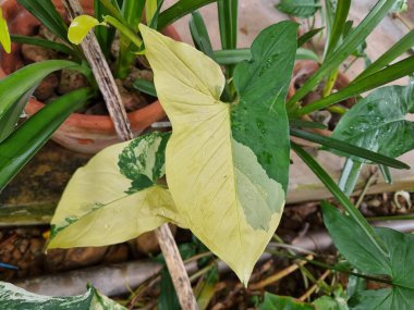 Parlak sarı ve yeşil çeşitliliğe sahip sengonyum yaprağı, yağmur üstüne sanatsal dokunuş ve tropikal cazibe içeren bahçe elementleri arasında yatar..