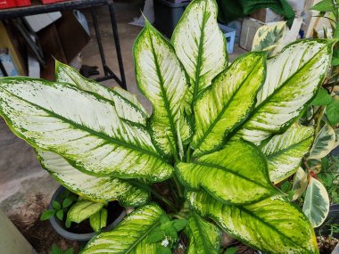 Detaylı bir yakın plan çekimde, yeşil ve beyaz tonlarında çarpıcı çeşitliliğe sahip bir Dieffenbachia bitkisinin güzel desenli yaprakları sergileniyor. Yaprak damarlarının ve benekli yüzeylerin karmaşık ayrıntıları açıkça görülüyor..