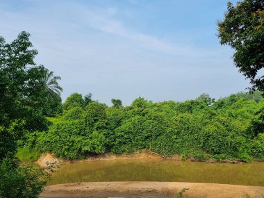 Yumuşak mavi bir gökyüzü altında yoğun, canlı yeşil tropikal bitki örtüsüyle çerçevelenmiş sakin, toprak tonlu bir nehrin sakin geniş bir görüntüsü. Sahne huzurlu doğayı ve el değmemiş vahşi doğayı çağrıştırıyor, deniz kenarında kumlu bankalar görülebiliyor.