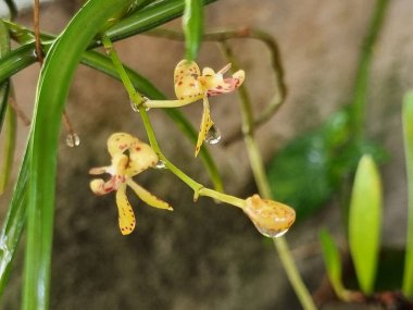 Küçük, güzel benekli sarı orkide çiçeklerinin yakın plan fotoğrafı. Taze yağmur damlalarıyla nazikçe kaplanmış. Canlı çiçekler zarif yeşil saplarından sarkıyor huzurlu bir doğal ortamda.