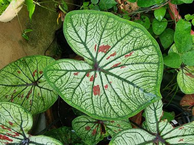 Benzersiz kırmızı lekeler ve yeşil damarlarla süslenmiş çarpıcı beyaz kaladyum yapraklarının yukarıdan aşağı canlı görüntüsü, bir terakotta tenceresinde gelişiyor. Bereketli tropikal bahçe
